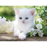 Ravensburger 162457 1500 Parça Beyaz Kedi Yavrusu Puzzle