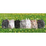 Ravensburger Tavşanlar 200 Parça Puzzle