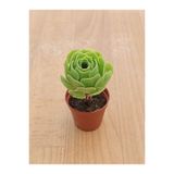 Ravza Çiçekçilik Aeonium Arboreum ( 5,5 Cm )