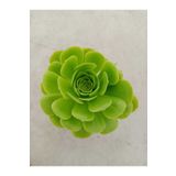 Ravza Çiçekçilik Aeonium Arboreum ( 8,5 Cm )