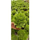 Ravza Çiçekçilik Aeonium Arboreum ( Ağaç Formunda 2 Yıllık Bitki ) Sukulent 13 (CM SAKSIDA)