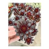 Ravza Çiçekçilik Aeonium Arboreum Atropurpureum ( 5,5 Cm )