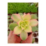 Ravza Çiçekçilik Aeonium Kiwi ( 5,5 Cm Saksıda Yaprakları Renkli Cins Sukulent )