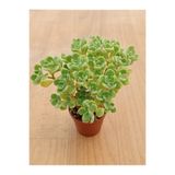 Ravza Çiçekçilik Aeonium Lindleyi ( Sevda Ağacı ) ( 5,5 Cm Saksıda )