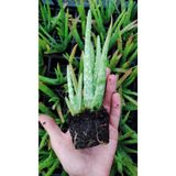Ravza Çiçekçilik Aloe Vera Fidesi 15-20 cm Arasında