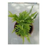 Ravza Çiçekçilik Aşk Merdiveni ( Nephrolepis ) ( 15 Cm Saksıda ) 30 - 40 Cm Arası