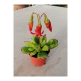 Ravza Çiçekçilik Cotyledon Elisae 5.5 Cm saksı da Kırmızı çiçekli Sukulent