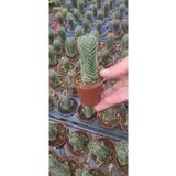 Ravza Çiçekçilik Crassula Buddha's Temple ( 5.5 Cm Saksıda Dolgun Ve Formlu ) ( Çiçek Açan Cins Sukulent )