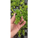 Ravza Çiçekçilik Crassula Lanuginosa Var(.fidesi)