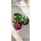 Ravza Çiçekçilik Dikenler Tacı Çiçeği Euphorbia Milli 3 Adet 10-20 cm