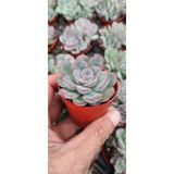 Ravza Çiçekçilik Echeveria apus (sukulent 5.5 cm saksıda)