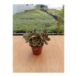 Ravza Çiçekçilik Echeveria Melaco ( 5,5 Cm Saksıda)