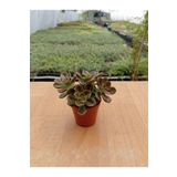 Ravza Çiçekçilik Echeveria Melaco ( 5,5 Cm Saksıda)