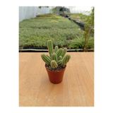 Ravza Çiçekçilik Echinopsis Chamaecereus ( Yılan Kaktüs ) ( 5,5 Cm )