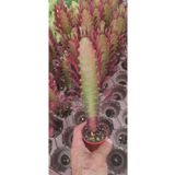 Ravza Çiçekçilik Euphorbia Ingens ( Kırmızı Süt Kaktüs ) ( ( 5.5 Cm Saksıda ) Boy 25 Cm Dolgun Ve Formlu