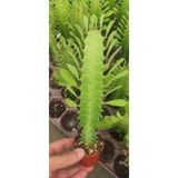Ravza Çiçekçilik Euphorbia Ingens ( Yeşil Süt Kaktüs ) ( ( 5.5 Cm Saksıda ) Boy 25 Cm Dolgunve Formlu
