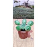 Ravza Çiçekçilik Euphorbia Pulvinata 5,5 cm Saksıda Dolgun Ve Formlu