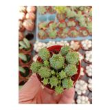Ravza Çiçekçilik Euphorbia Submammilaris Çok Yavrulayan Kaktüs ? 5.5cm Saksıda