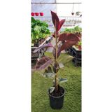 Ravza Çiçekçilik Ficus Elastica Belize - Pembe Alacalı Kauçuk Çiçeği - Ev Ofis Salon Iç Mekan Bitkisi 100 - 110 Cm