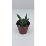 Ravza Çiçekçilik Gasteria Acinacifolia ( Sığır Dili ) Fidesi