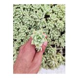 Ravza Çiçekçilik Graptopetalum Bernalense Fidesi