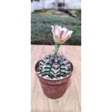 Ravza Çiçekçilik Gymnocalycium Milhanovichii Cactus ( 5,5 Cm Saksıda Çok Nadir Tür Çiçek Açan Kaktüs )