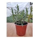 Ravza Çiçekçilik Hakiki Lavanta Kokulu ( 13 Cm Saksıda ) ( 20-25 Cm Boyunda )