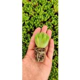 Ravza Çiçekçilik Haworthia Cymbiformis Fidesi