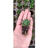 Ravza Çiçekçilik Haworthia Limifolia Fidesi