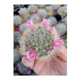Ravza Çiçekçilik İğnedenlik Mammilaria kaktüs 5 5 cm Saksıda