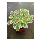 Ravza Çiçekçilik Kokulu Aromatik Plectranthus 13 cm Saksıda Çok yıllık Bitki