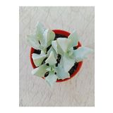 Ravza Çiçekçilik Oscularia Deltoides Buz Çiçeği 5.5.cm Saksıda