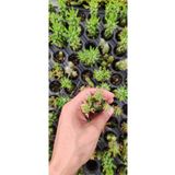 Ravza Çiçekçilik Oskaryum Opuntia Subulata Fidesi