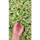 Ravza Çiçekçilik Plectranthus Coleoides ( Kokulu ) Fidesi