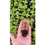 Ravza Çiçekçilik Portulacaria Afra Variegata ( Yeşil Fil Azığı ) Fidesi