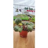Ravza Çiçekçilik Saksıda Gelin Teli ( Saxifraga Stolonifera ) (12 Cm Askılı Saksıda Çiçek Açan Cins )