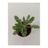 Ravza Çiçekçilik Sarı Papatya Euryops 5, 5 Cm Saksıda