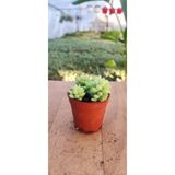 Ravza Çiçekçilik Sedum Burrito ( At Kuyruğu Sukulenti ) ( 5.5 Cm Saksıda ) Sarkan Sukulent