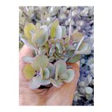 Ravza Çiçekçilik Sedum Cauticola 5.5 Cm Saksıda Güneş de Pembeleşir