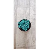 Ravza Çiçekçilik Sedum Dasyphyllum ( 5.5 Cm Saksıda Tüylü Damkoruğu ) ( Güneşte Pembeleşen Cins Sukulent )