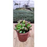 Ravza Çiçekçilik Sedum Lucidum Obesum Sukulent (5.5 Cm Saksıda ) Uçları Kırmızı Sukulent