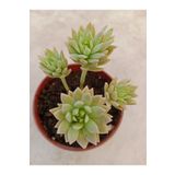 Ravza Çiçekçilik Sedum Multiceps ( 8 Cm Saksıda ) Ev, Salon Ve Iç Mekan Sukulent