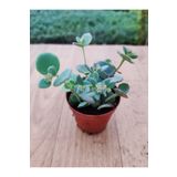 Ravza Çiçekçilik Sedum Sieboldi ( 5.5 Cm Saksıda ) Çiçek Açan Sukulent