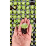 Ravza Çiçekçilik Sempervivum Arachnoideum ( Örümcekli ) Fidesi