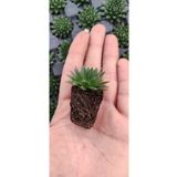 Ravza Çiçekçilik Sempervivum Sectorum Sukulent Fidesi ( Güneşte Yaprak Uçları Kırmızılaşır )