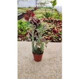 Ravza Çiçekçilik Senecio Articulatus Sukulent ( Turşu Bitkisi Sukulent 5,5 Cm Saksıda )