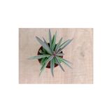 Ravza Çiçekçilik Senecio Dikey Yapraklı Mor Sukulent 5. 5 Cm Saksıda