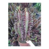 Ravza Çiçekçilik Süt Ağacı.süt Kaktüs (13 CM SAKSIDA SÜT KAKTÜS) Kırmızı 30 Cm 40cm 50cm Boyunda Bol Yavrulu