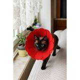 razar Keçe Kedi Köpek Yakalığı / Elizabet / Boyunluk / Hafif Keçe Yakalık