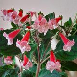 Rd's Birka Kohleria Japon Küpelisi Çiçeği Fidesi Mini Saksıda